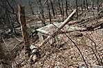 Essex Mountain Sanatorium Hilltop 2009